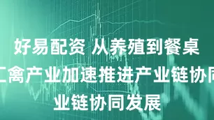 好易配资 从养殖到餐桌，双汇禽产业加速推进产业链协同发展